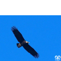 گونه عقاب شاهی Eastern Imperial Eagle